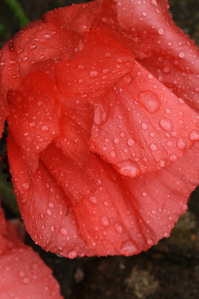 Soggy poppies by orchid99