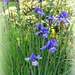 My Irises  by beryl