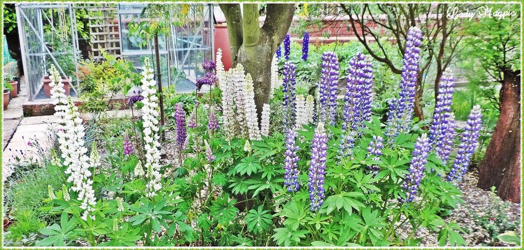 Lovely Lofty Lupins by ladymagpie