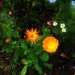 Gods garden orange by denidouble