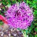 Gods garden lavender by denidouble