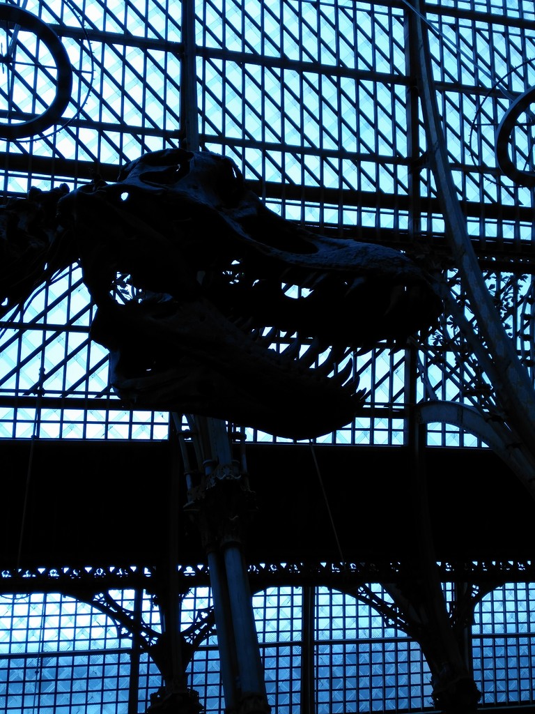 Skeleton of roof & t-rex by 30pics4jackiesdiamond