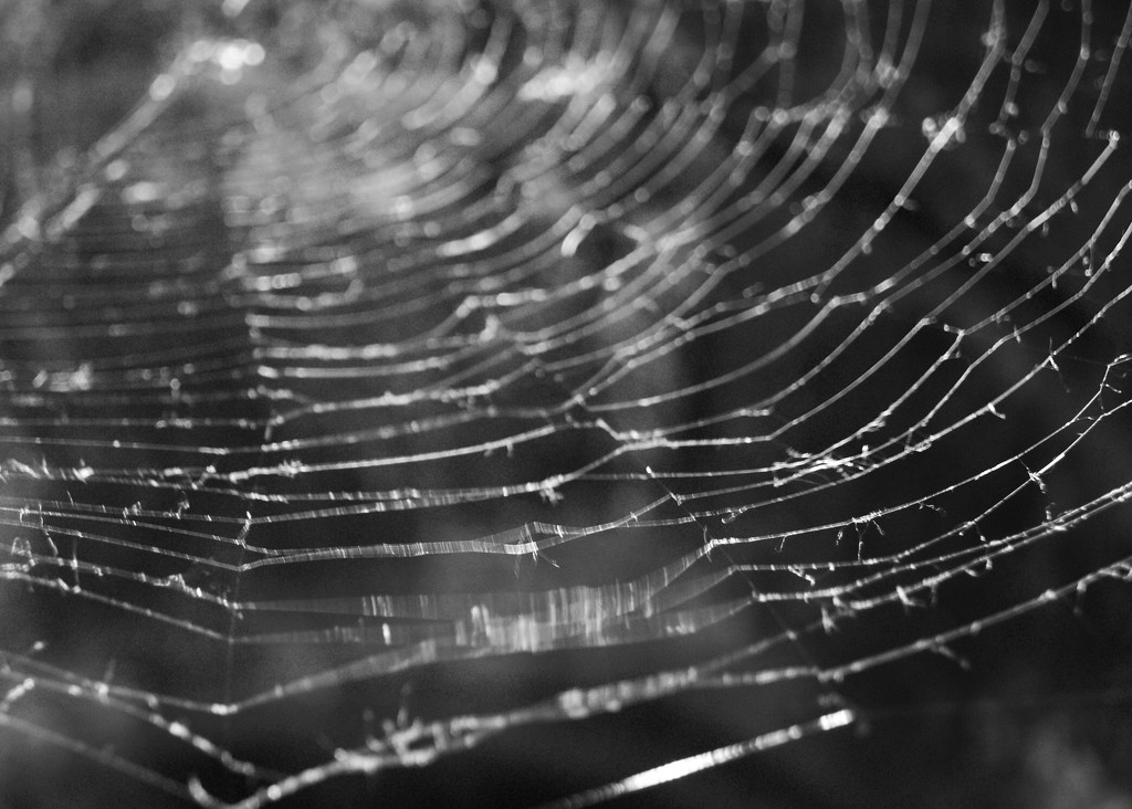 Web by herussell