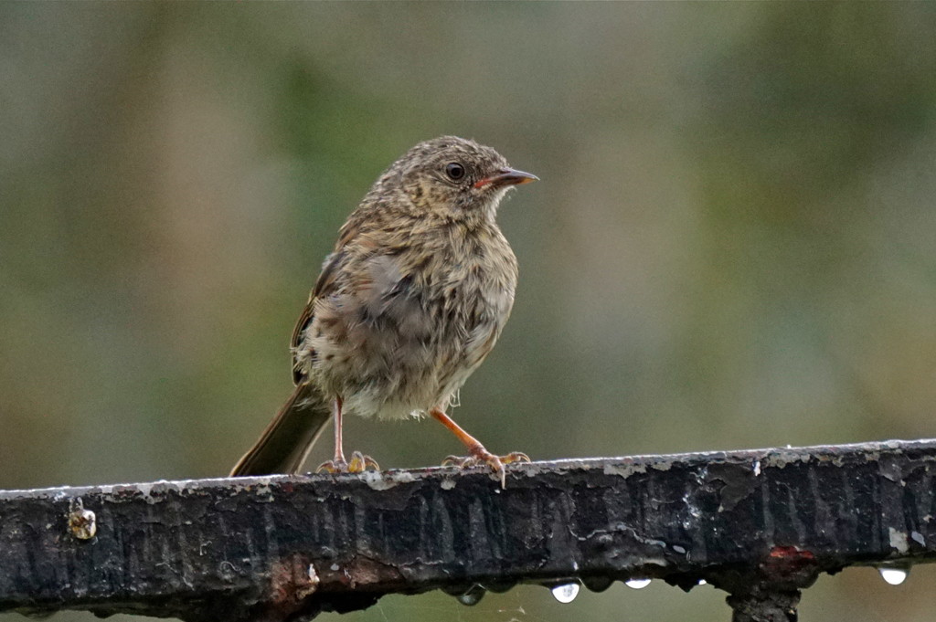 BEDRAGGLED  by markp