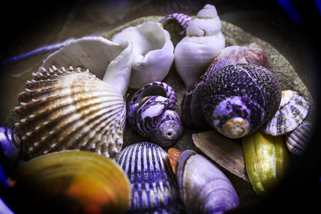 Shells by megpicatilly