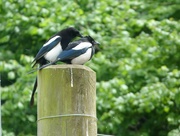 12th Jun 2016 - One for sorrow, two for joy.....