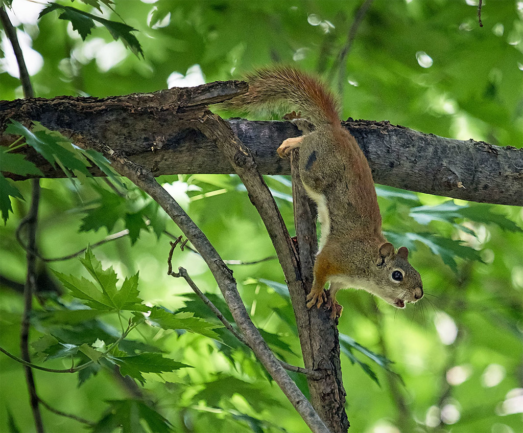 Scolding Squirrel by gardencat