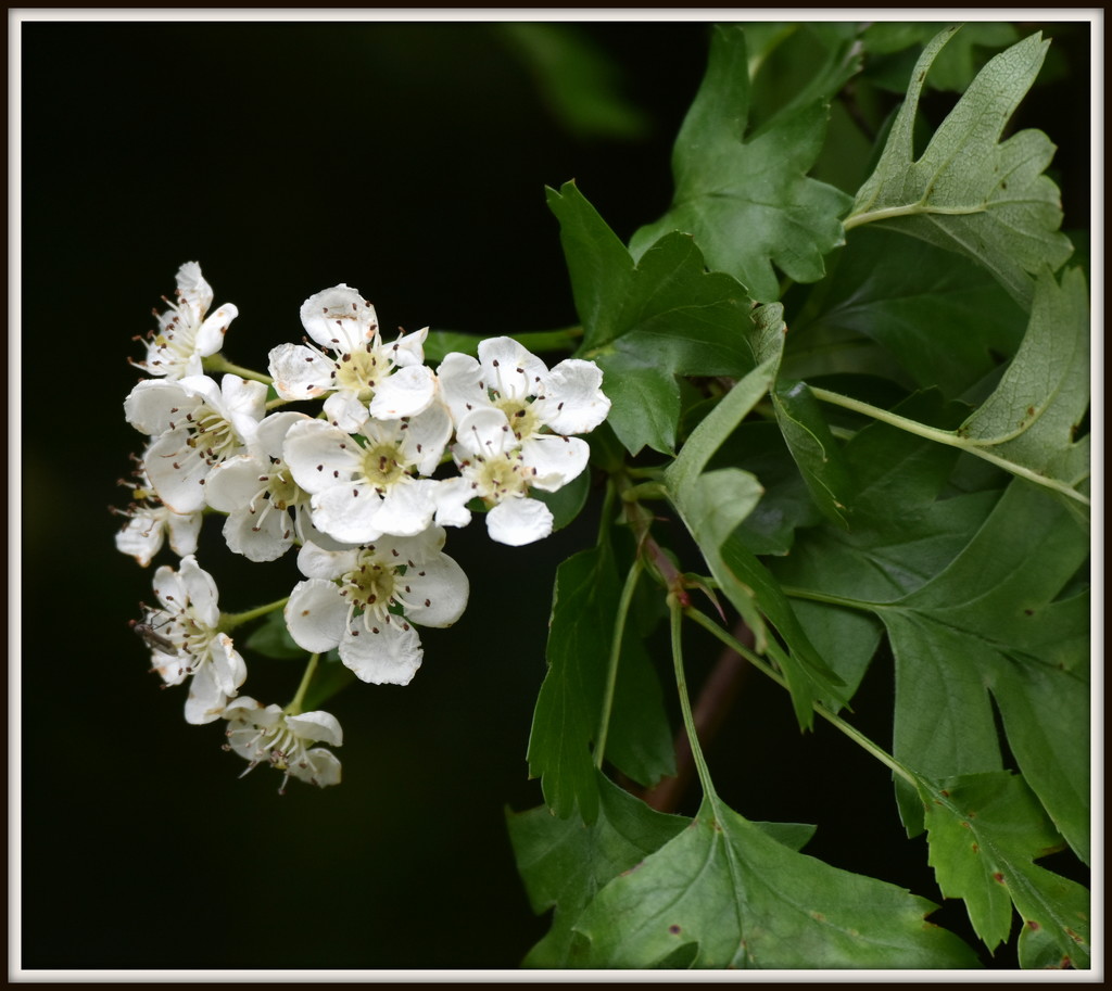 Hawthorne Blossom by rosiekind