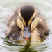 Happy Duckling... by shepherdmanswife