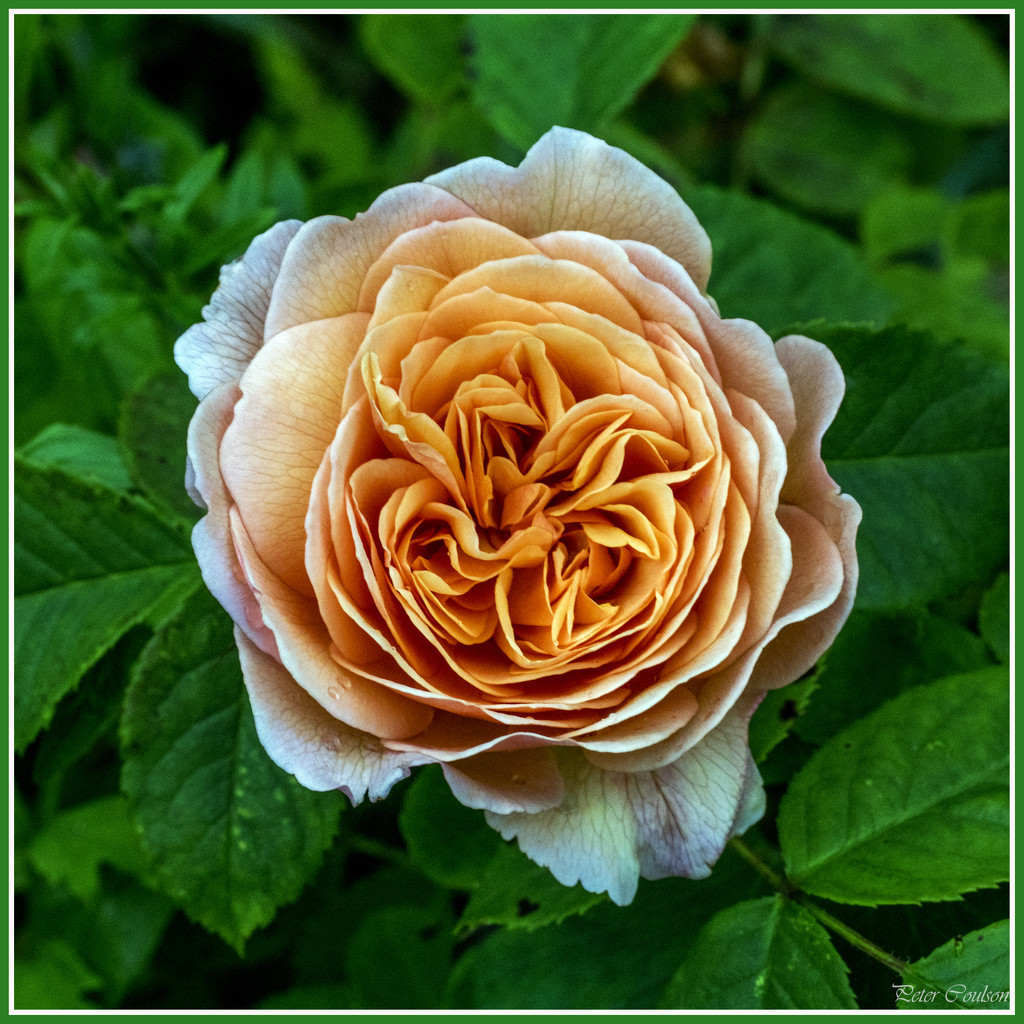 Peach Rose by pcoulson