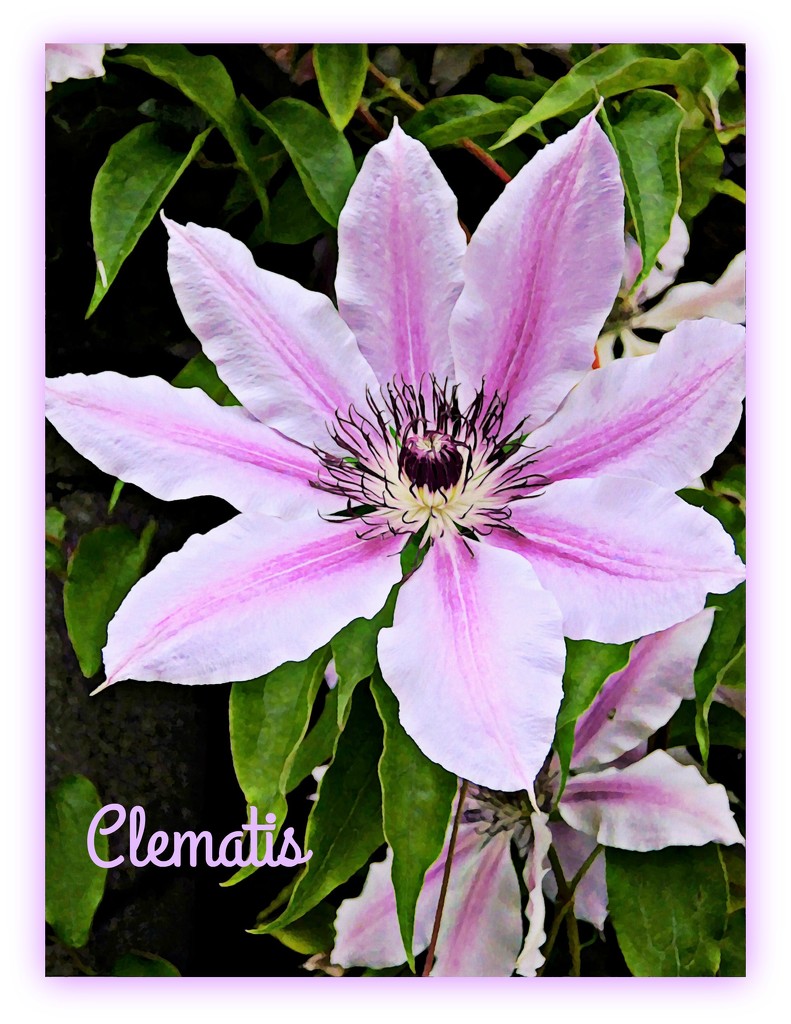 Clematis by beryl