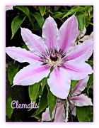 21st May 2016 - Clematis