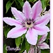 Clematis by beryl