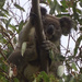 steady gaze by koalagardens
