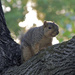 Backlit Squirrel by houser934