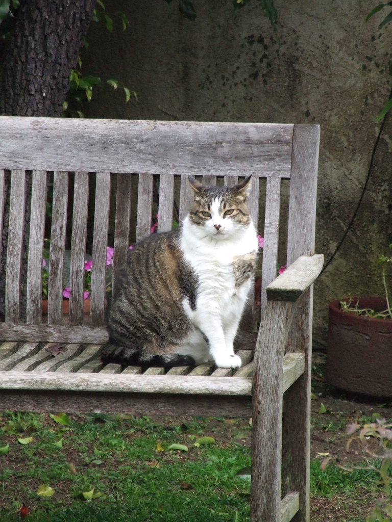 Tabby, my 25# Fat Cat by Weezilou