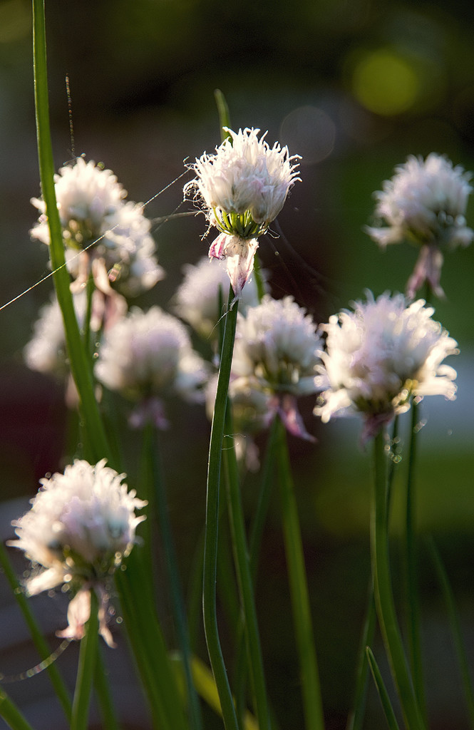 Morning Chives 2 by houser934