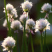 Morning Chives 2 by houser934