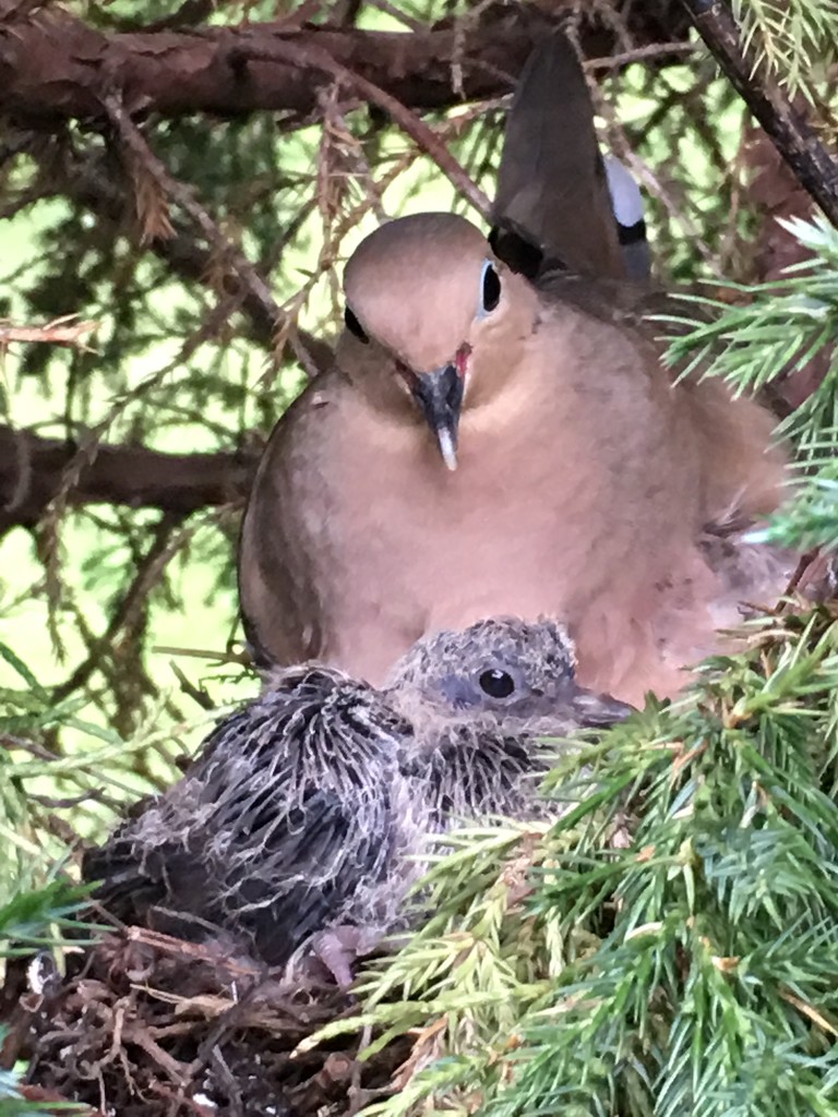 Mamma Mourning Dove and Baby by frantackaberry