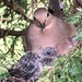 Mamma Mourning Dove and Baby by frantackaberry