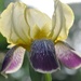 My Garden Iris by frantackaberry