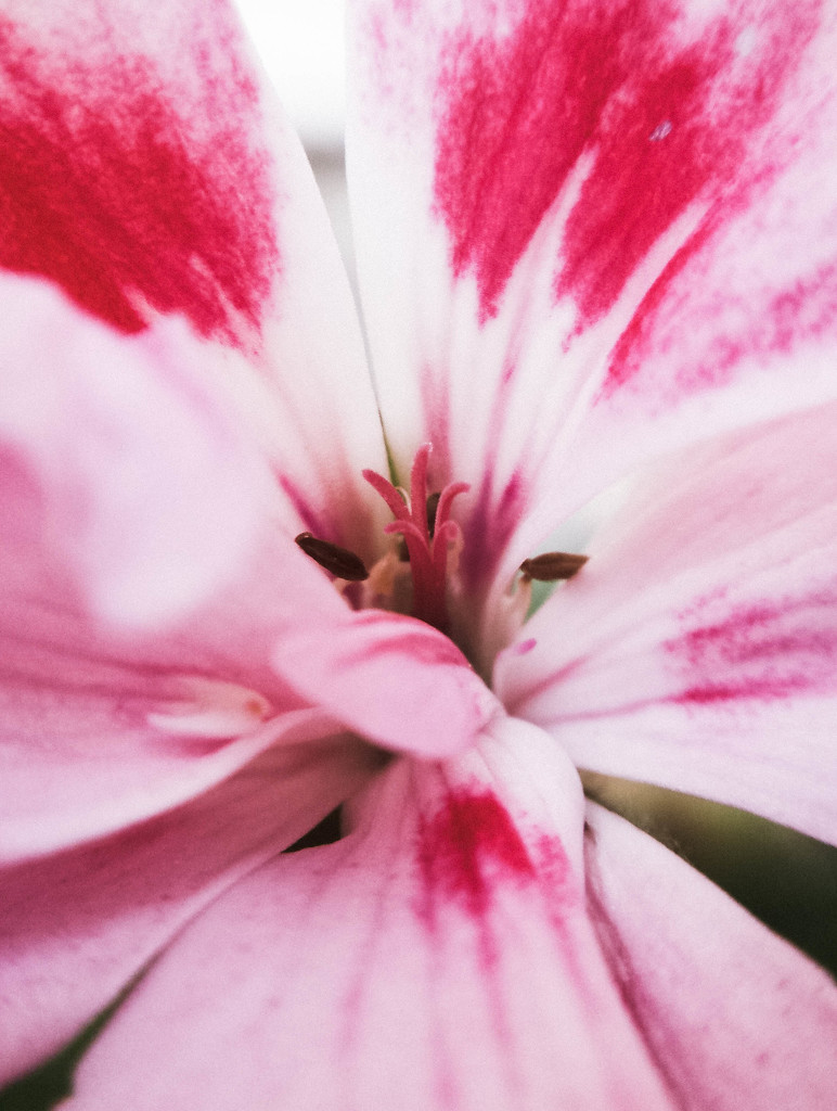 11/06/16 Pink geranium by m2016