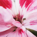 11/06/16 Pink geranium by m2016