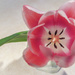 Singular Tulip by marylandgirl58