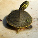 Baby turtles are so cute! by homeschoolmom