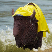 12th Jun 2016 - Buffalo with Overprotective Mother Goes Wading