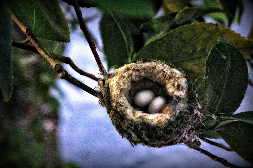 Hummingbird Nest by jaybutterfield