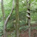 Twisted Tree by bulldog