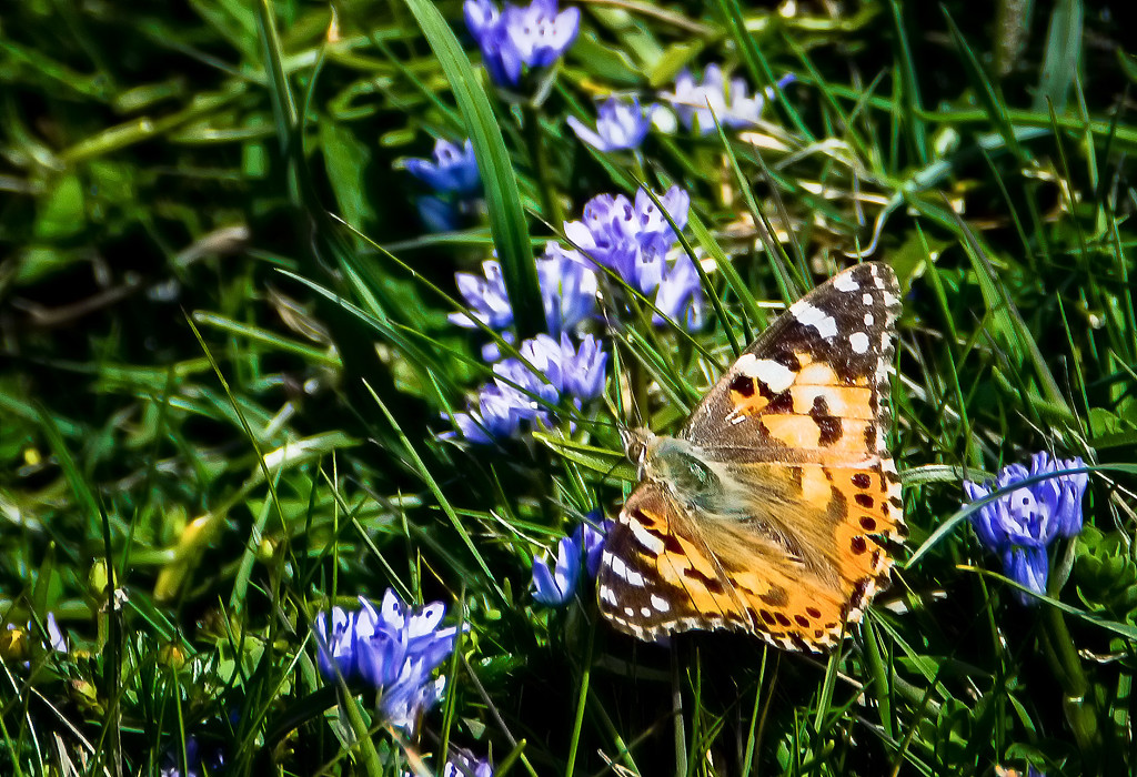 Painted lady in a purple haze by inthecloud5