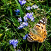 Painted lady in a purple haze by inthecloud5