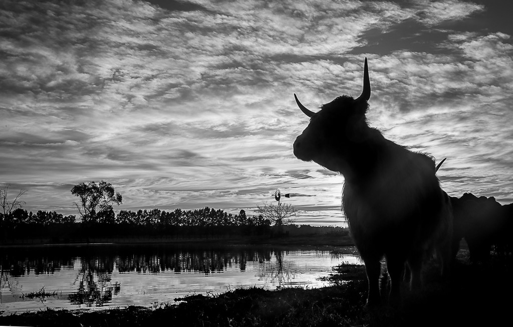 The Bull by abhijit