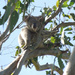 twister by koalagardens