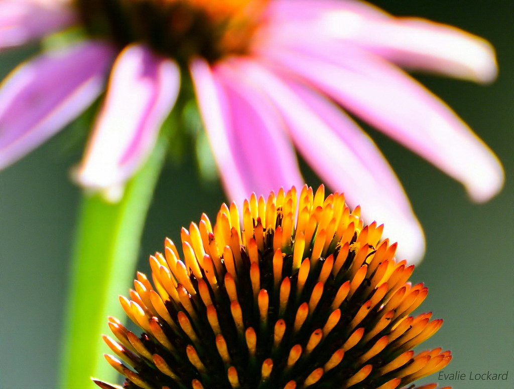 Purple coneflower basking in the morning sun by evalieutionspics