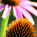 Purple coneflower basking in the morning sun by evalieutionspics