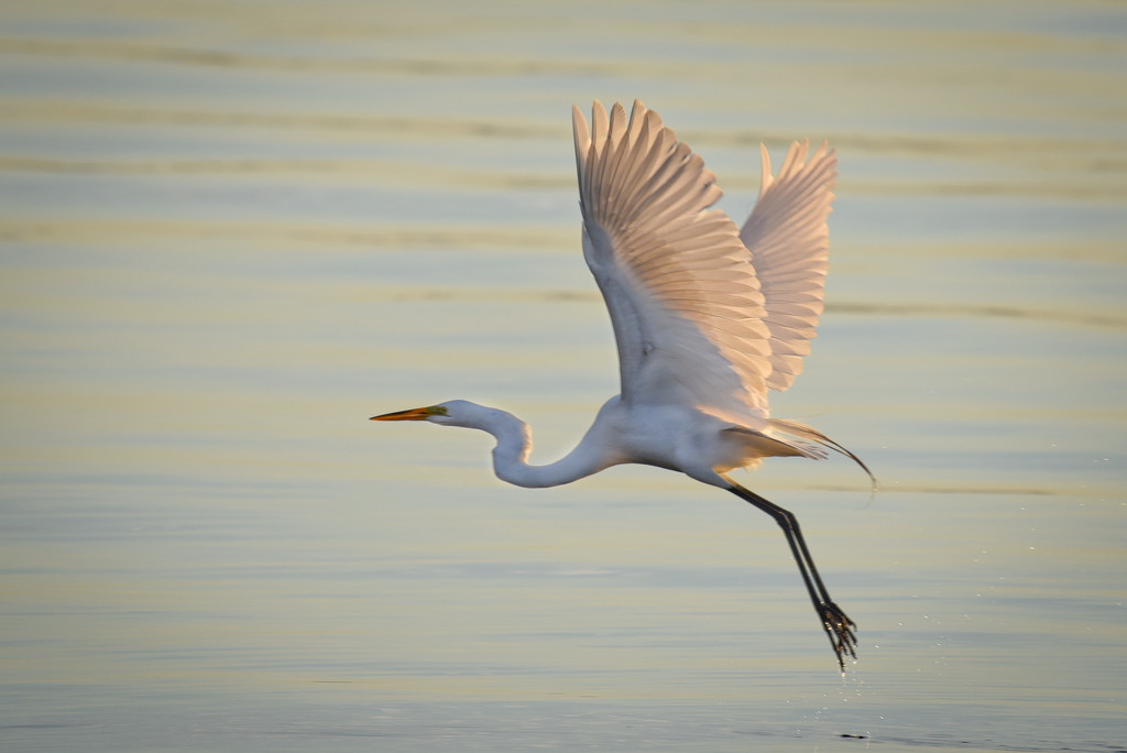 Great egret on the move by mccarth1