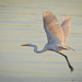 Great egret on the move by mccarth1