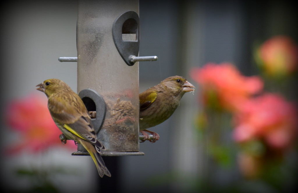 My little birds need feeding by rosiekind