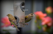 13th Jun 2016 - My little birds need feeding