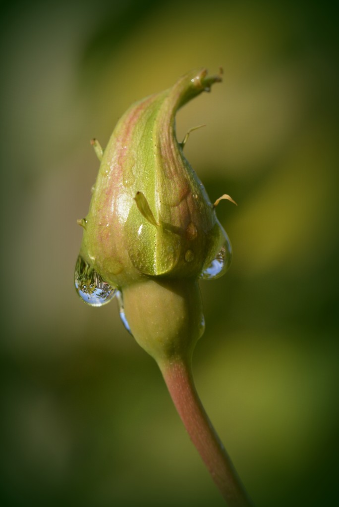 After The Rain_DSC5648 by merrelyn