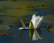 12th Jun 2016 - Water Lily with Reflection