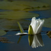 Water Lily with Reflection by rminer