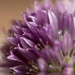 Chive flower by novab
