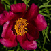 Red Peony by elisasaeter