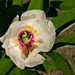White Peony by elisasaeter