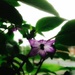 Purple Haze flower by denidouble
