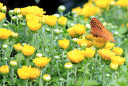 5th Jun 2016 - Great Spangled Fritillary on mums